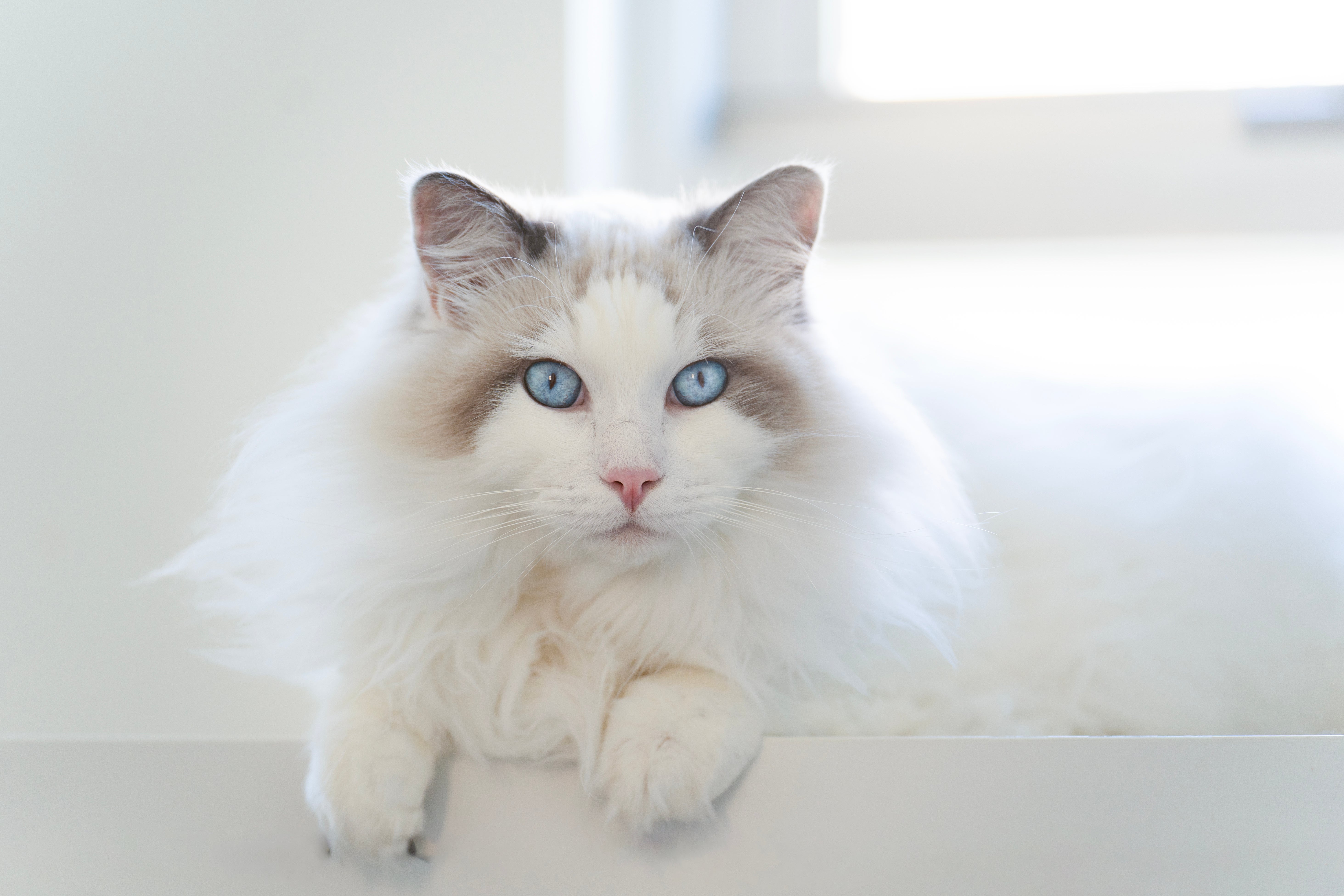 Petfinder ragdoll on sale